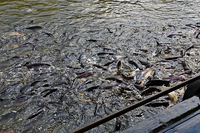 Wat Krathum Suea Pla-077